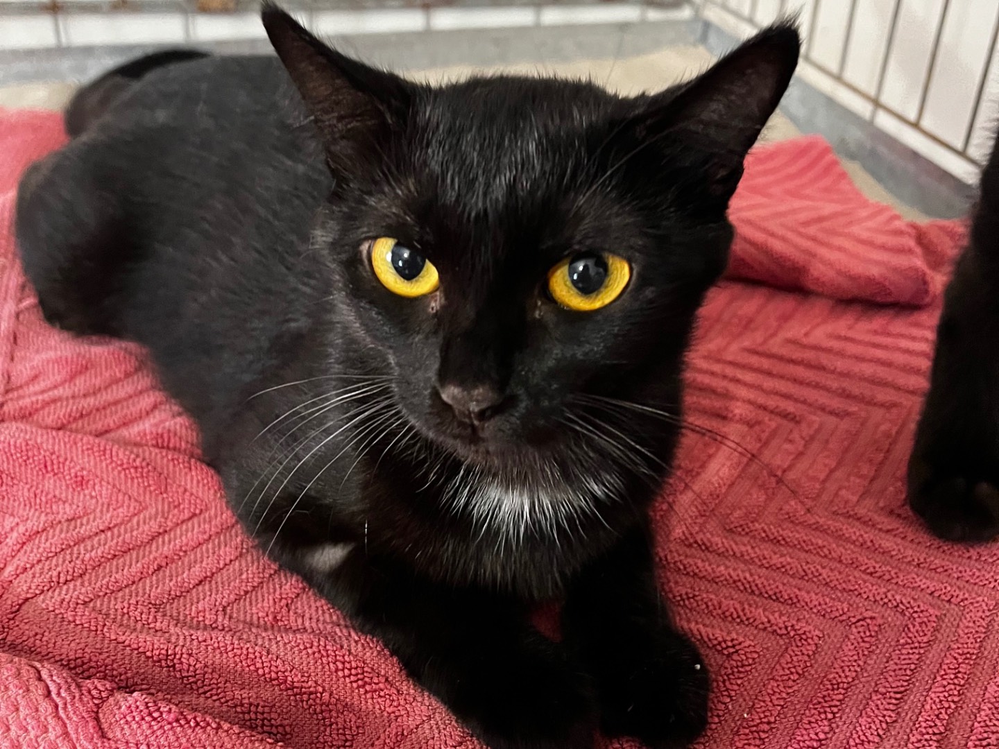 Adozione gatto, femmina, Razza sconosciuta Razza sconosciuta, 1 anno, taglia non valida, Padova