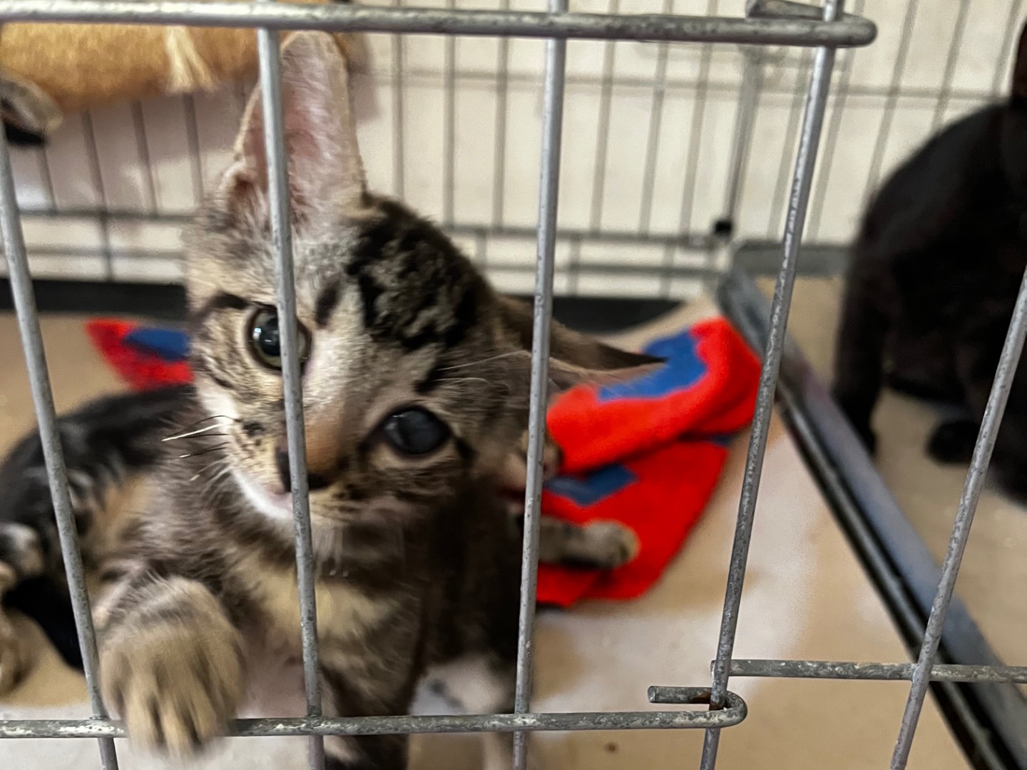 Adozione gatto, femmina, Razza sconosciuta Razza sconosciuta, 3 mesi, taglia non valida, Padova