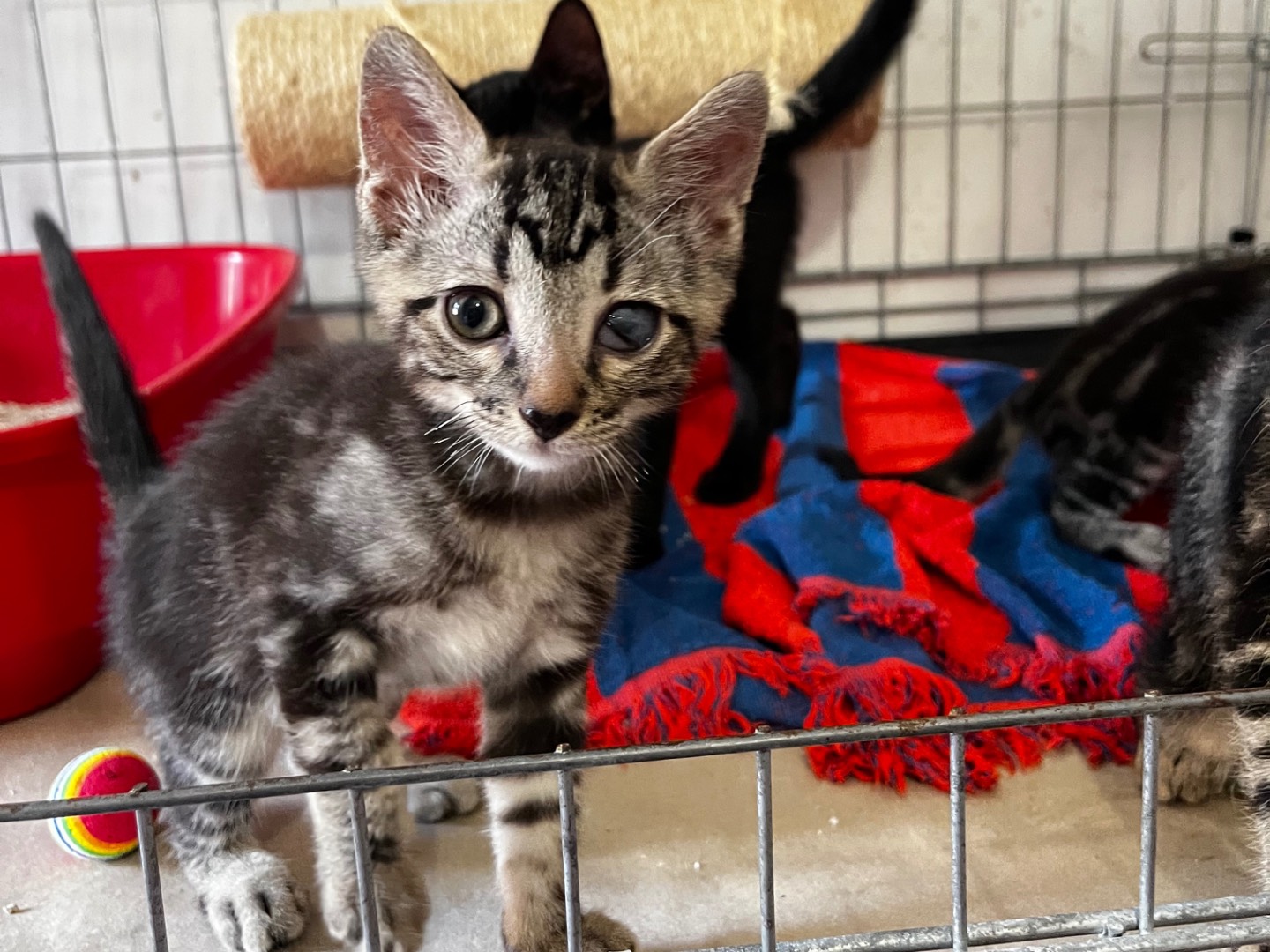 Adotta un gatto, femmina, 3 mesi, Padova
