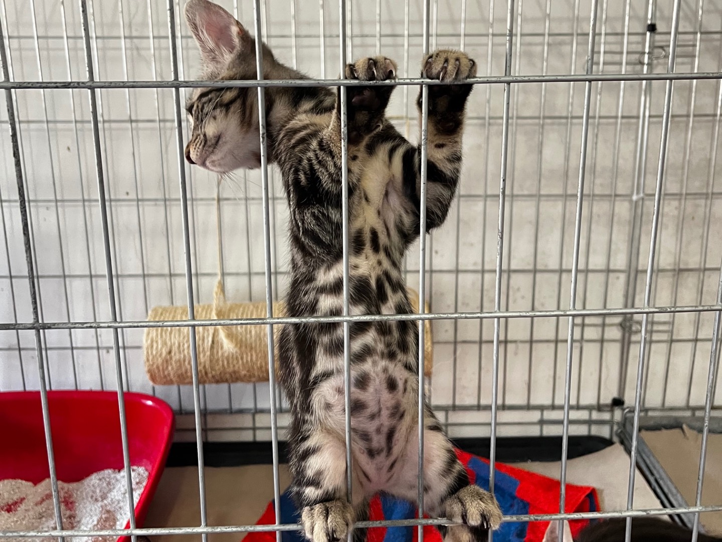 Adotta un gatto, maschio, 3 mesi, Padova