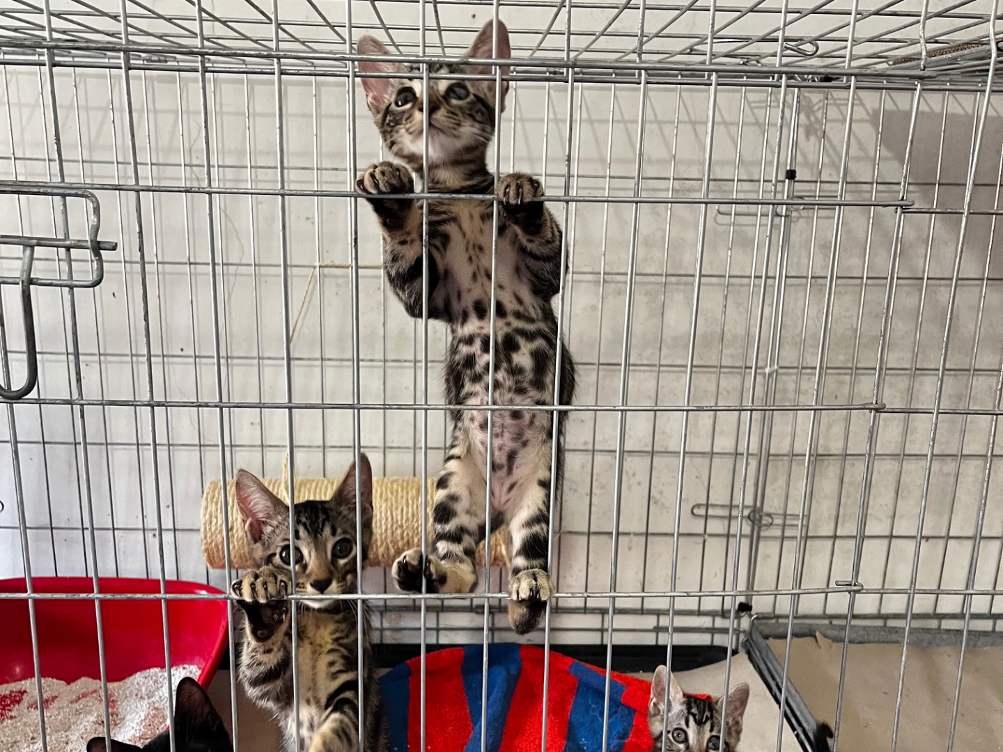 Adozione gatto, maschio, Razza sconosciuta Razza sconosciuta, 3 mesi, taglia non valida, Padova
