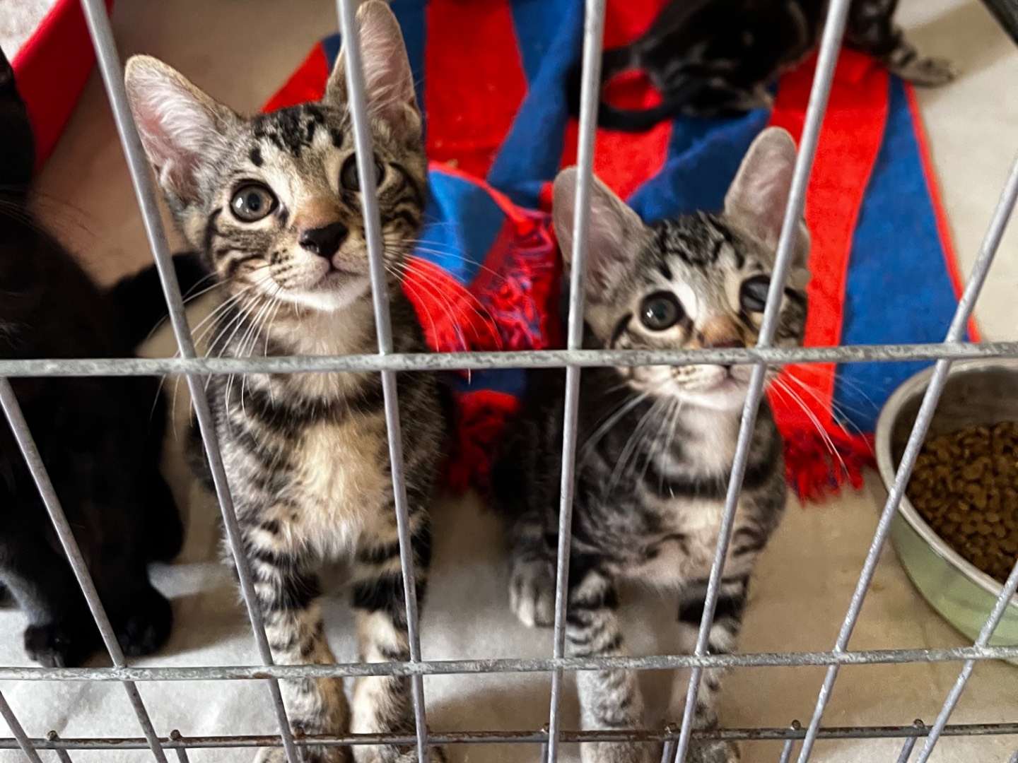 Adotta un gatto, taglia non valida, maschio, Padova