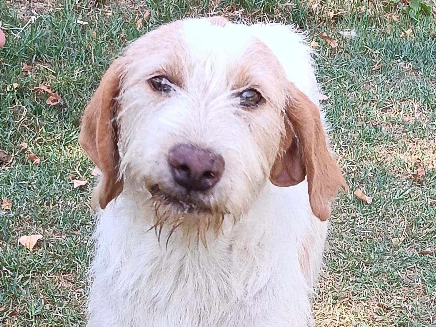 Adozione cane, maschio, Razza sconosciuta Razza sconosciuta, 5 anni e 5 mesi, taglia media, Frosinone