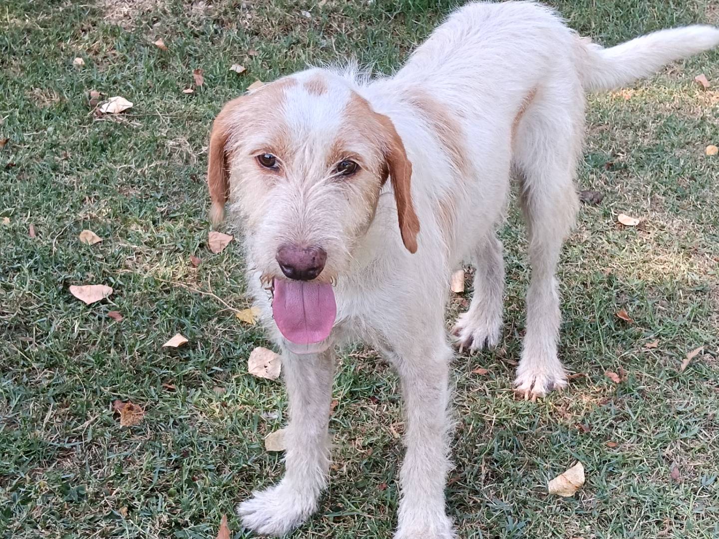 Adotta un cane, maschio, 5 anni e 5 mesi, Frosinone