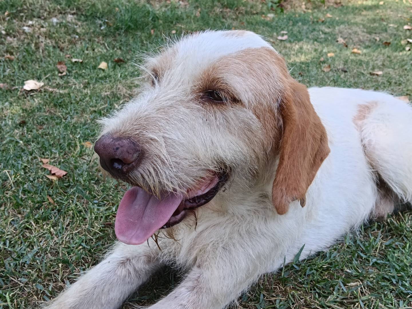 Adotta un cane, taglia media, maschio, Frosinone