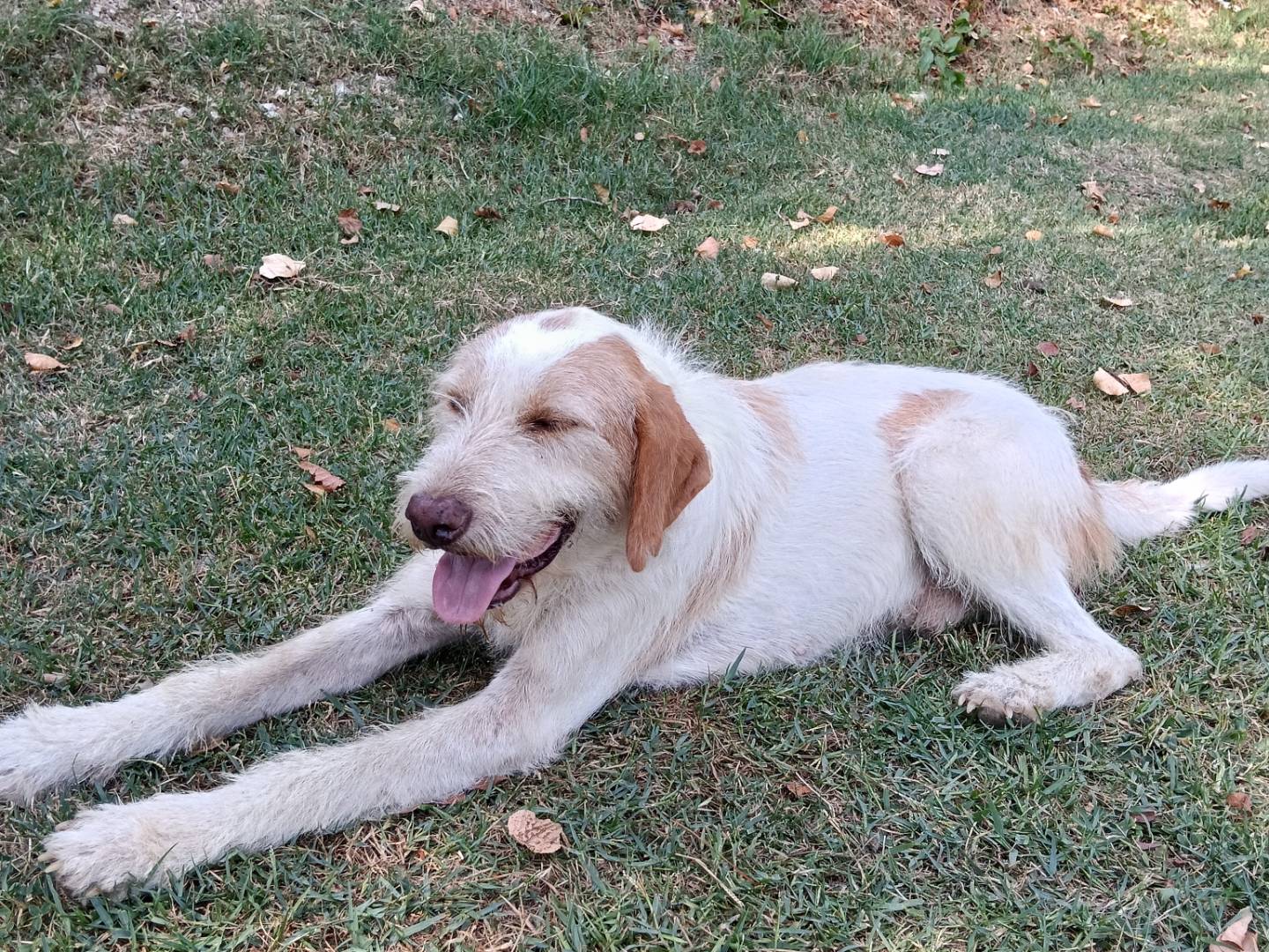 Vuoi adottare un cane a Frosinone?