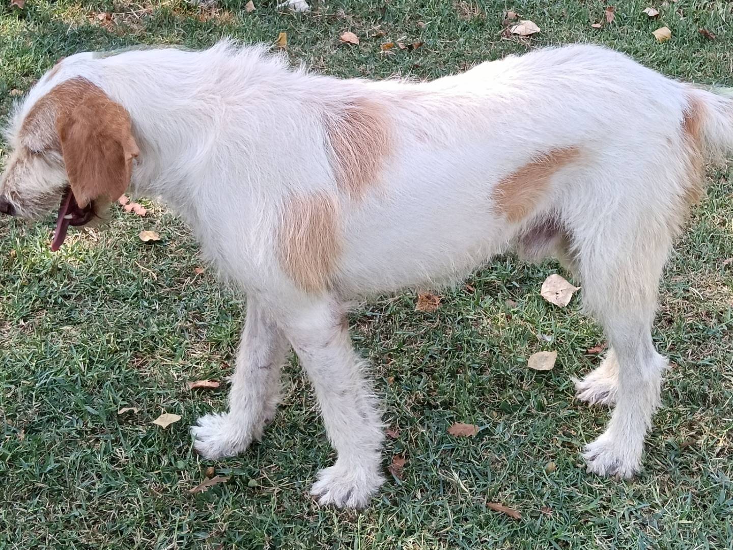 Adotta il cane ALIDORO a Frosinone