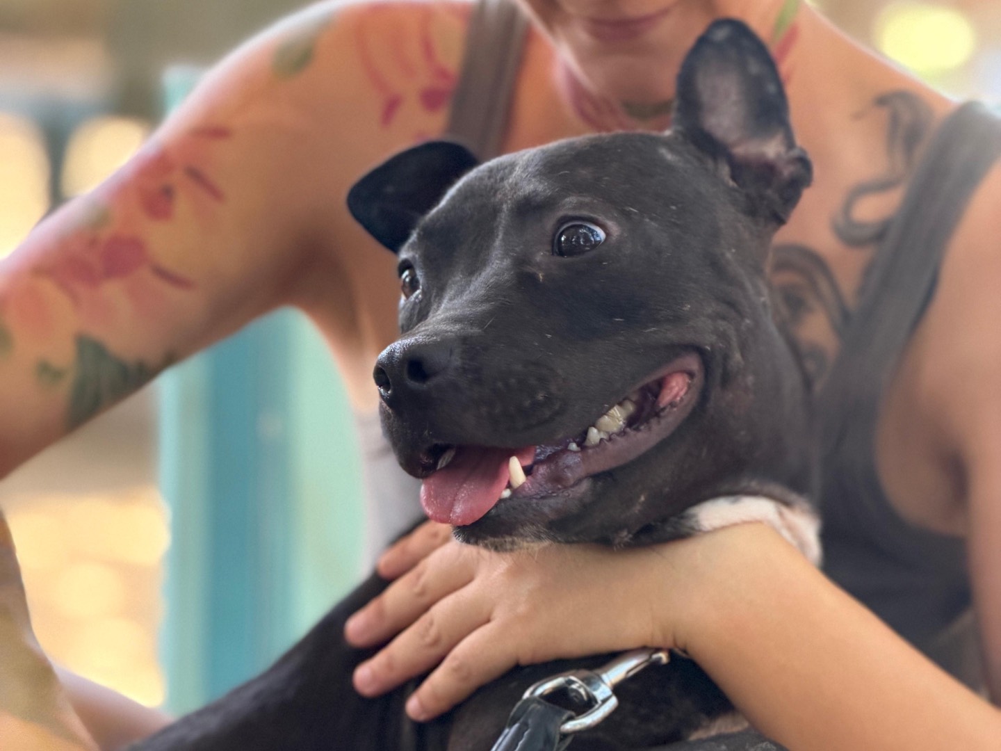 Adozione cane, femmina, Razza sconosciuta Razza sconosciuta, 2 anni e 1 mese, taglia media, Milano