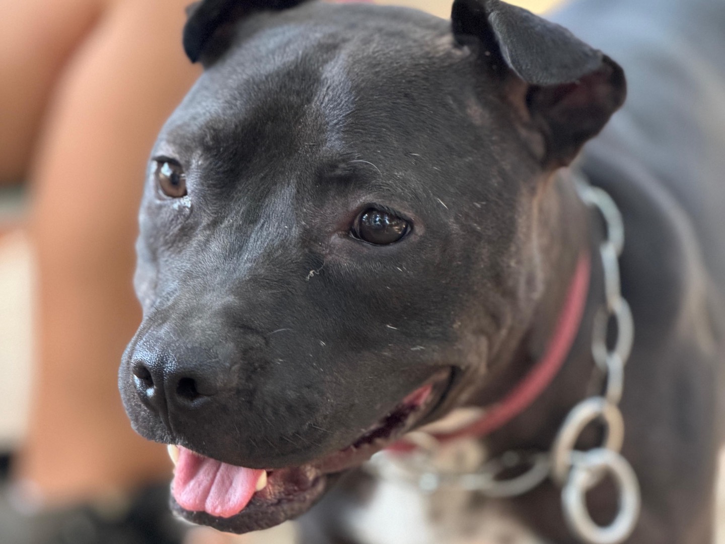 Adotta un cane, femmina, 2 anni e 1 mese, Milano