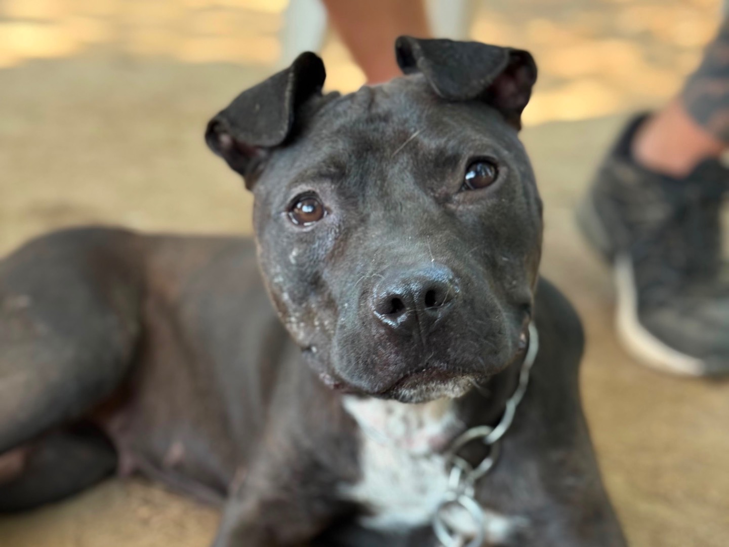 Adotta un cane, taglia media, femmina, Milano