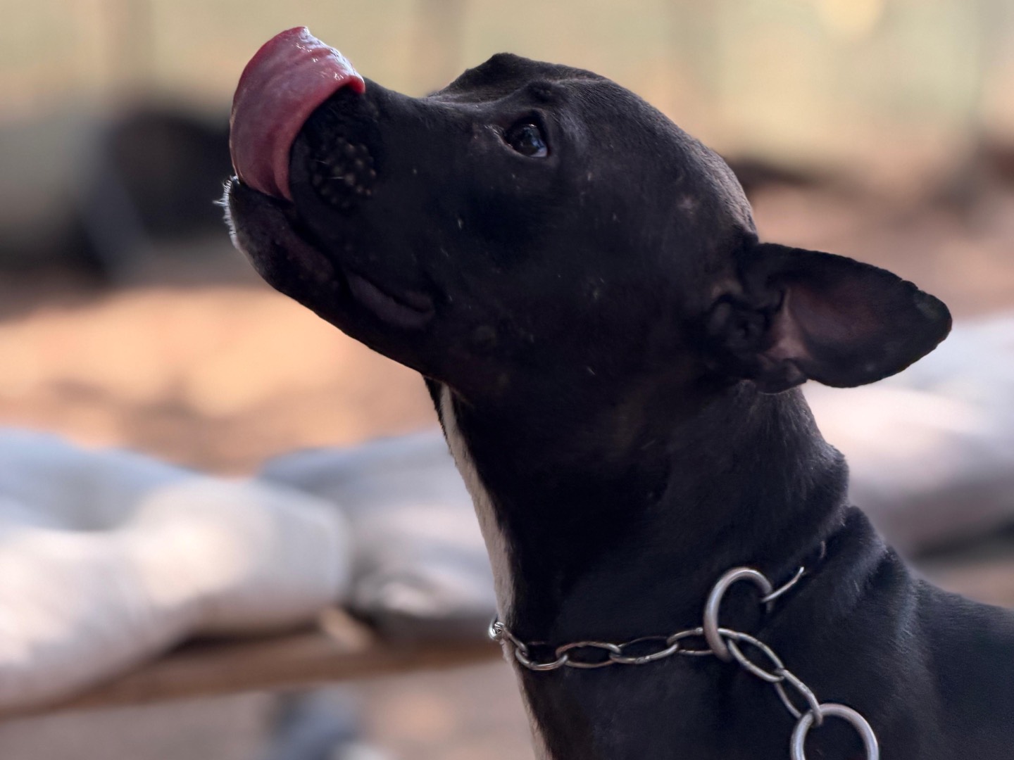 Vuoi adottare un cane a Milano?