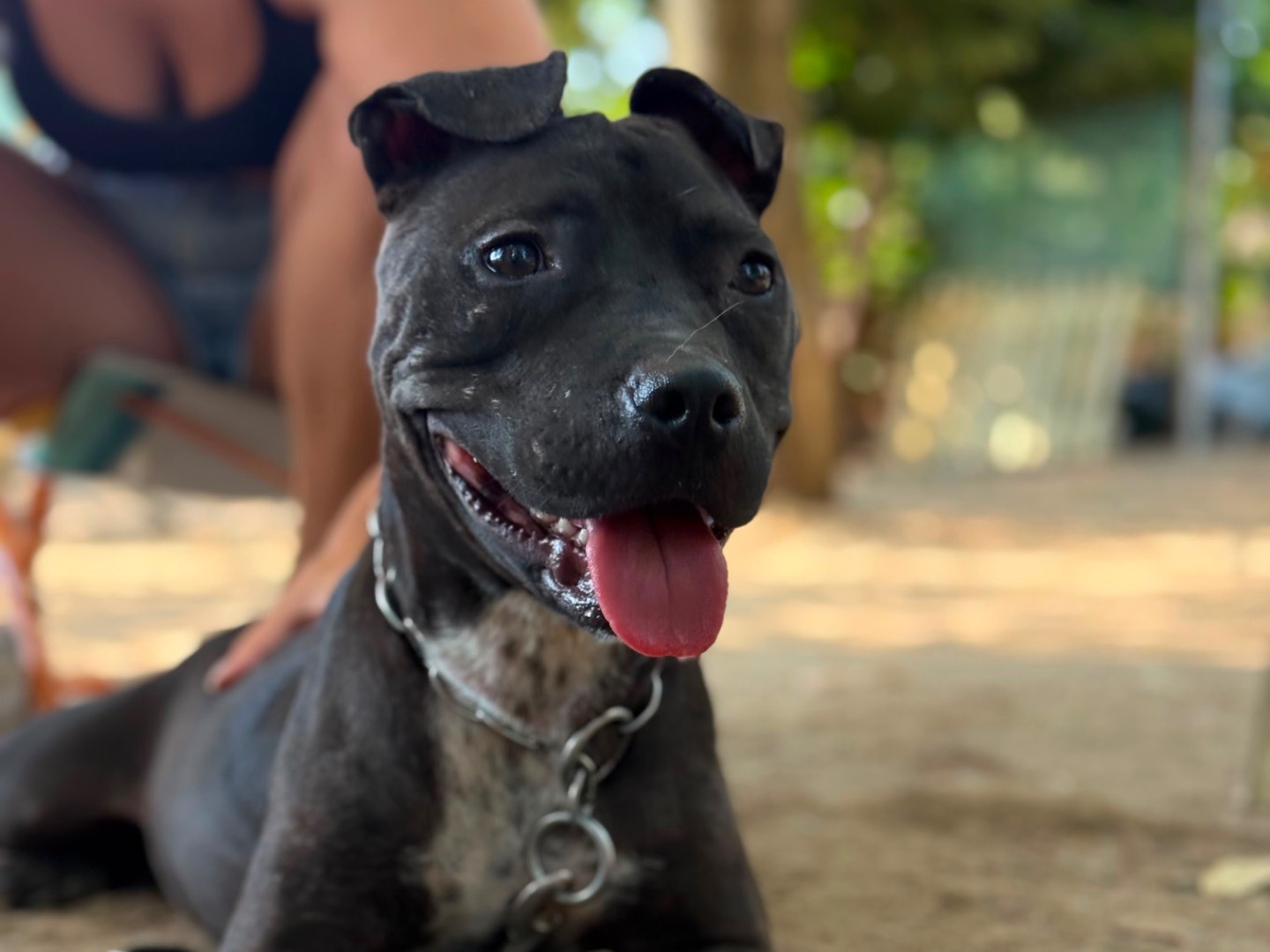 Adotta il cane Nika a Milano