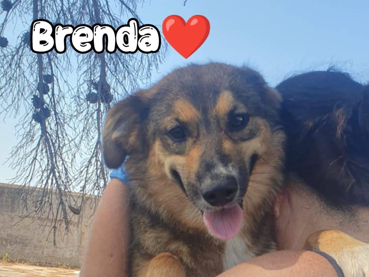 Adozione cane, femmina, Razza sconosciuta Razza sconosciuta, 1 anno e 3 mesi, taglia media, Crotone
