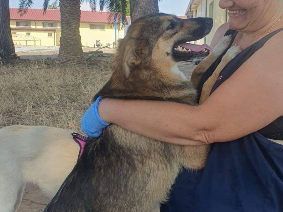 Adotta un cane, femmina, 1 anno e 3 mesi, Crotone