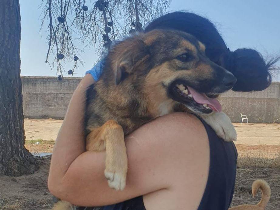 Adotta un cane, taglia media, femmina, Crotone