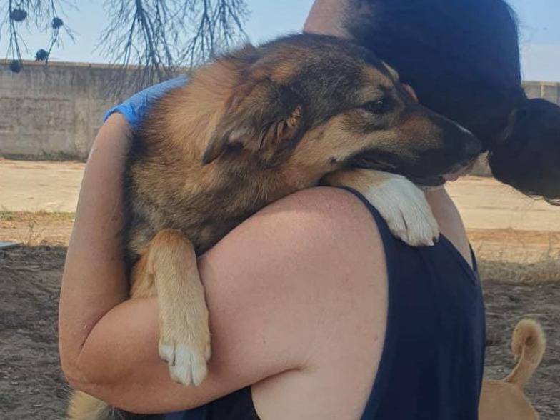 Vuoi adottare un cane a Crotone?