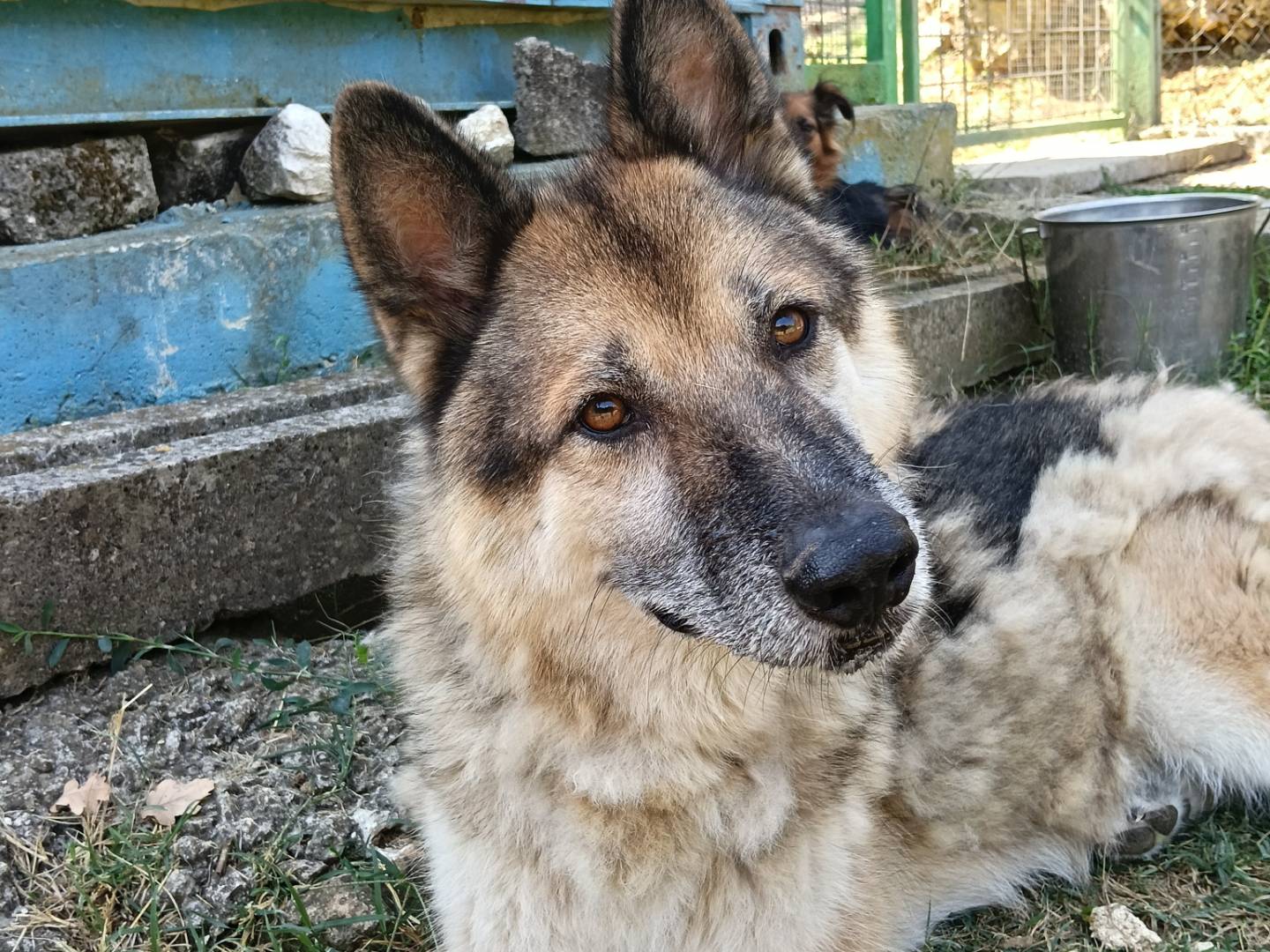 Adozione cane, maschio, Razza sconosciuta Razza sconosciuta, 7 anni e 2 mesi, taglia grande, Frosinone
