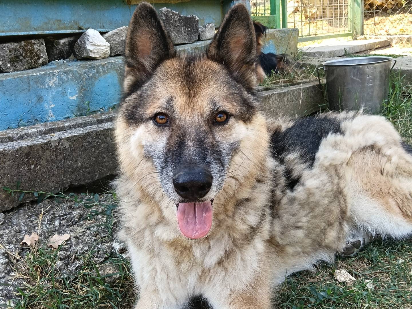 Adotta un cane, maschio, 7 anni e 2 mesi, Frosinone