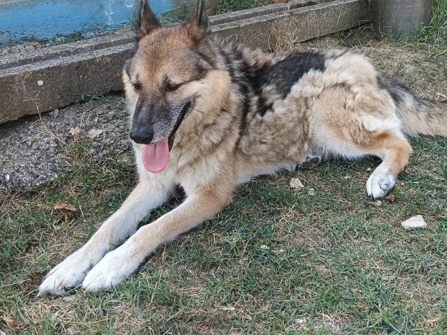 Adotta un cane, taglia grande, maschio, Frosinone