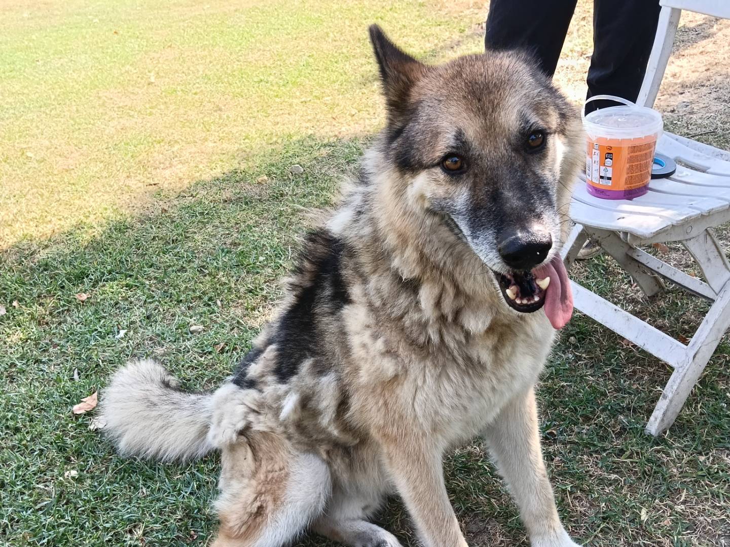 Vuoi adottare un cane a Frosinone?
