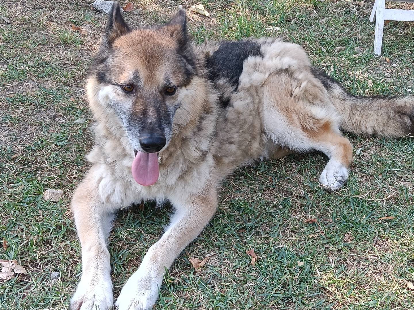 Adotta il cane REX a Frosinone