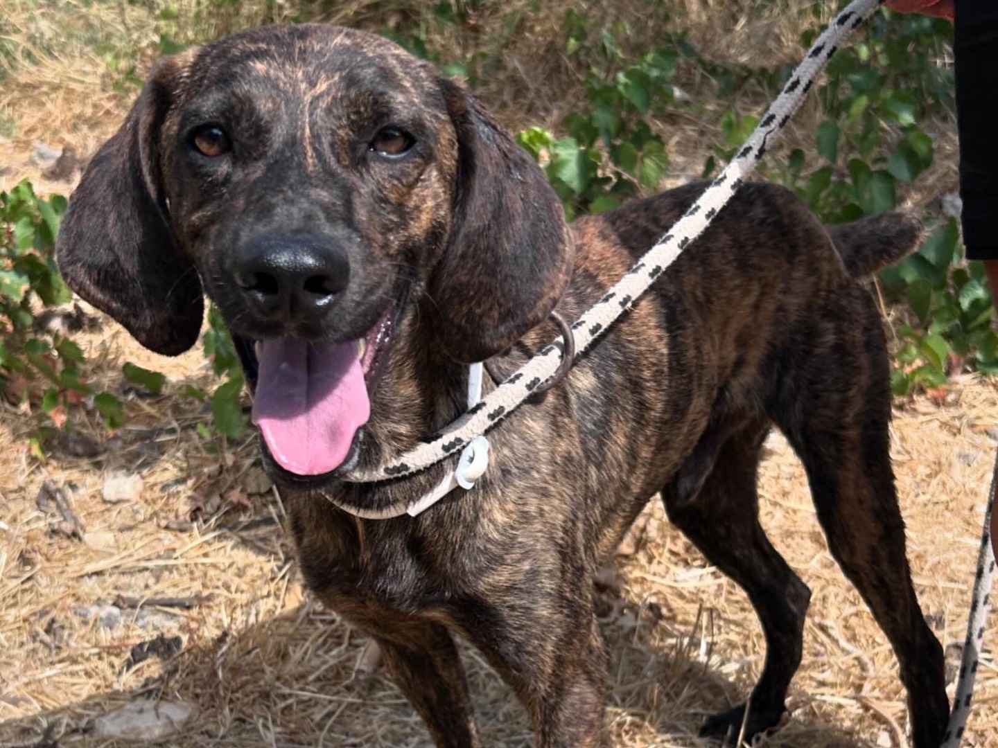 Adozione cane, maschio, Razza sconosciuta Razza sconosciuta, 1 anno e 7 mesi, taglia media, Trapani