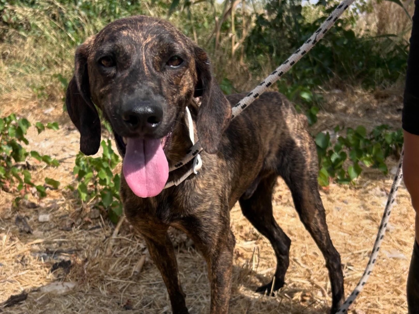 Adotta un cane, maschio, 1 anno e 7 mesi, Trapani