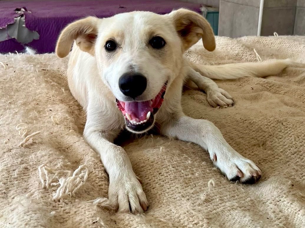 Adozione cane, maschio, Razza sconosciuta Razza sconosciuta, 1 anno, taglia media, Savona