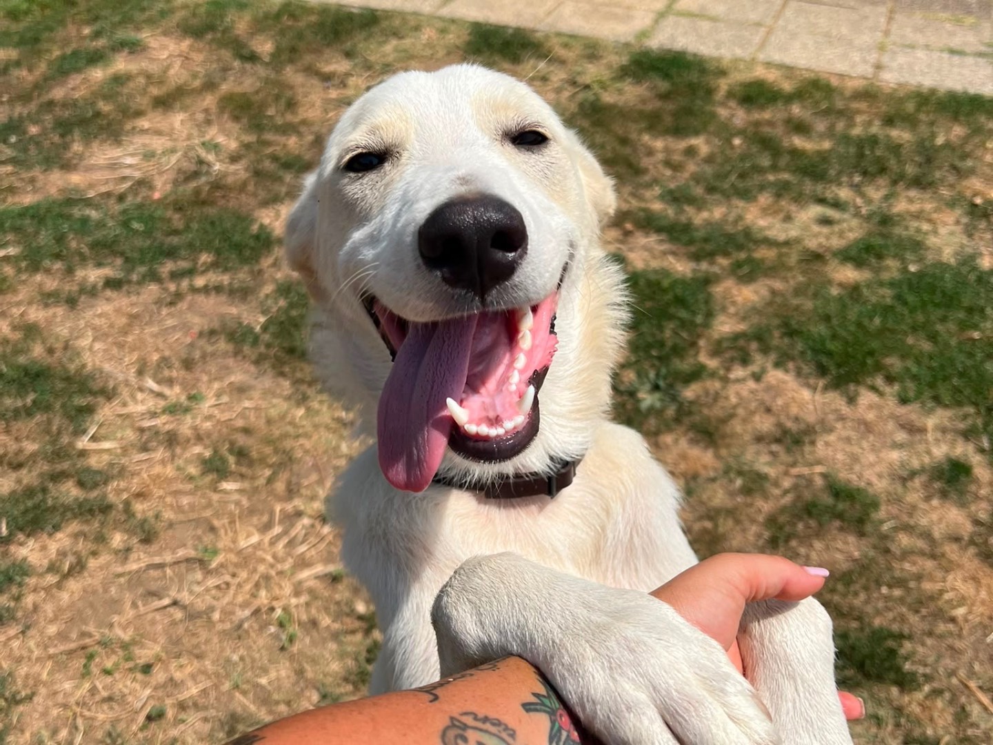 Adotta un cane, maschio, 1 anno, Savona