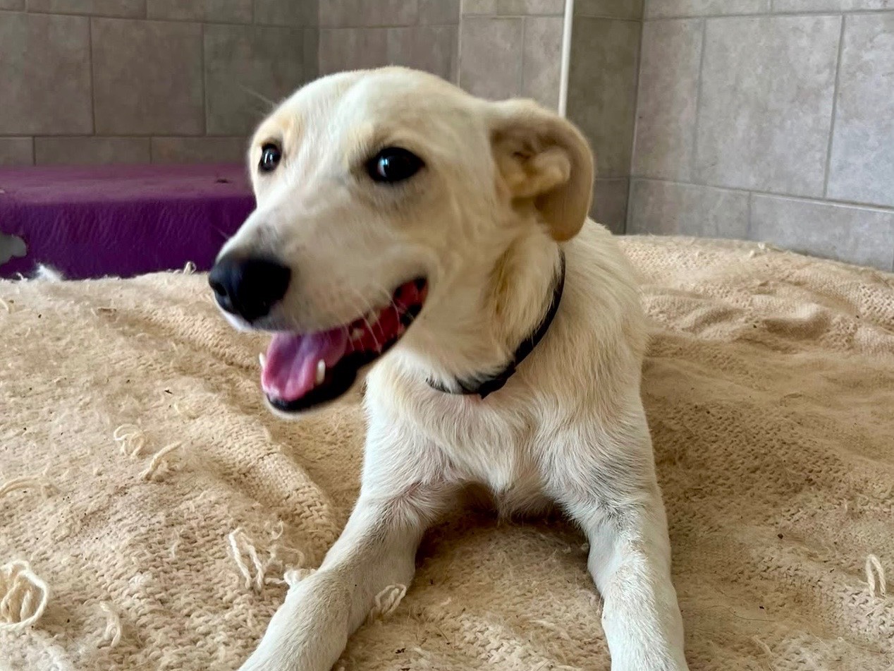 Vuoi adottare un cane a Savona?