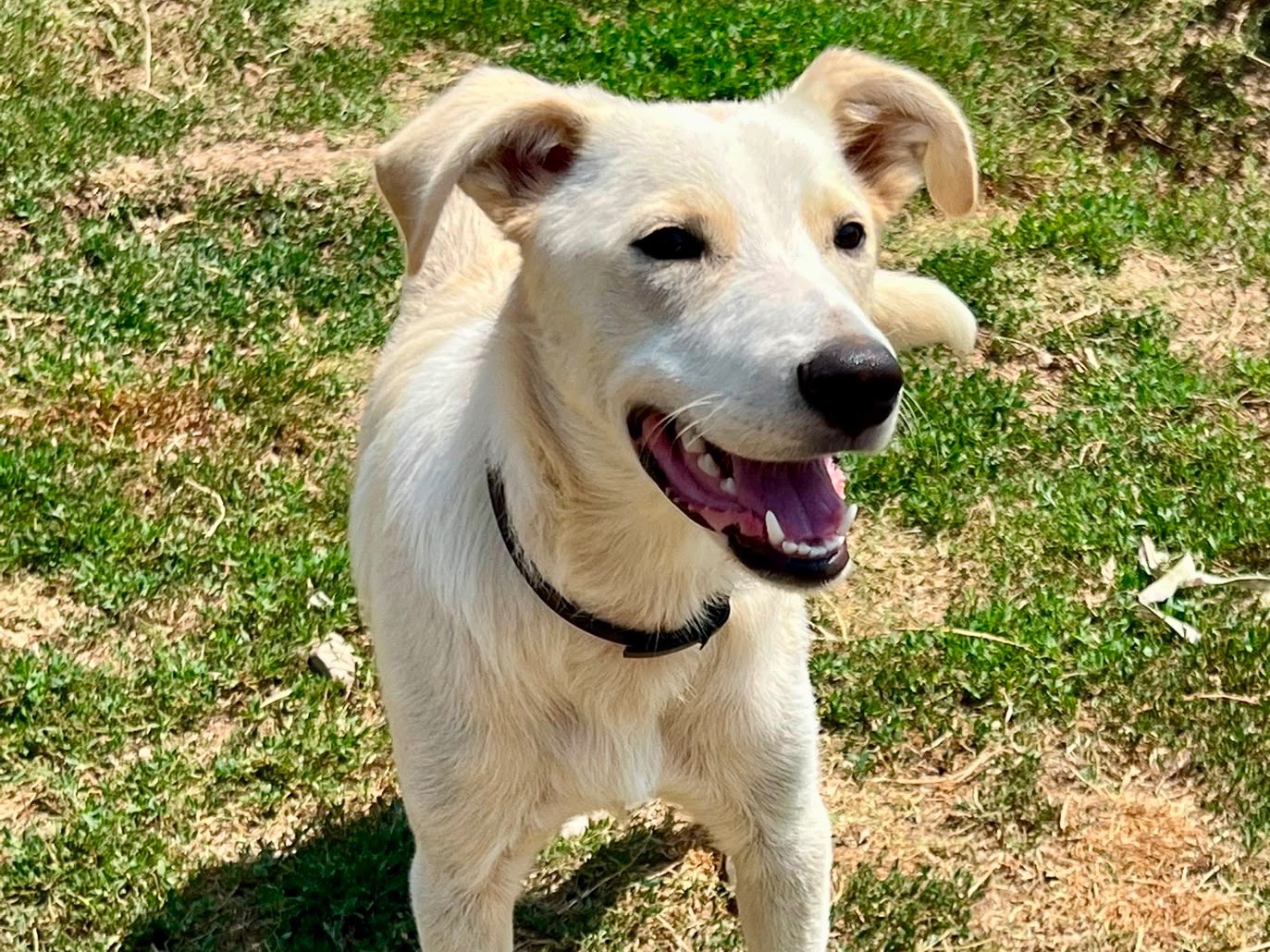Adotta il cane Pluto a Savona