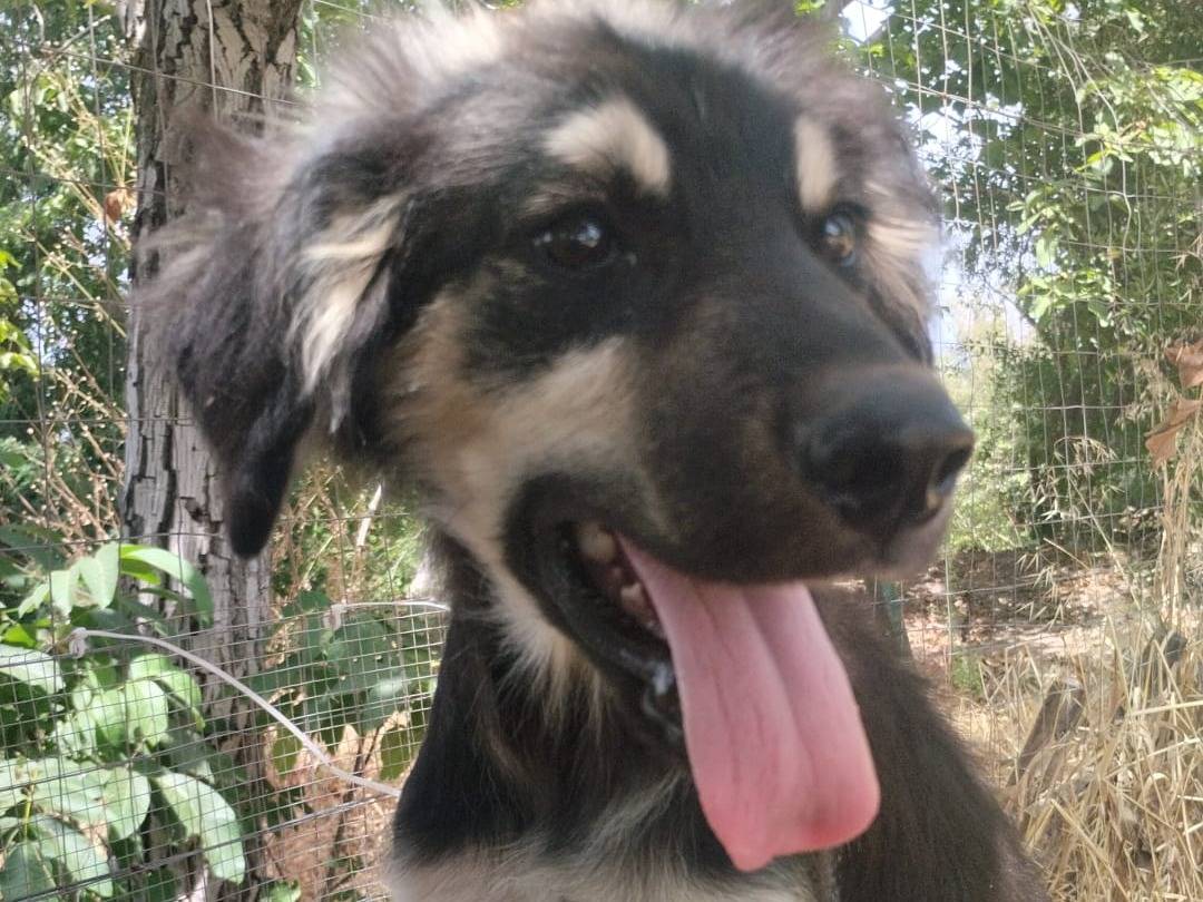 Adozione cane, maschio, Razza sconosciuta Razza sconosciuta, 7 mesi, taglia media, Vibo