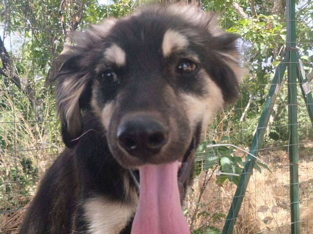 Vuoi adottare un cane a Vibo?