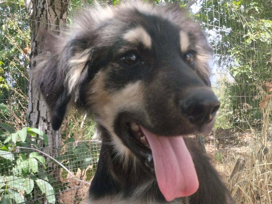 Adotta il cane ELIAN a Vibo
