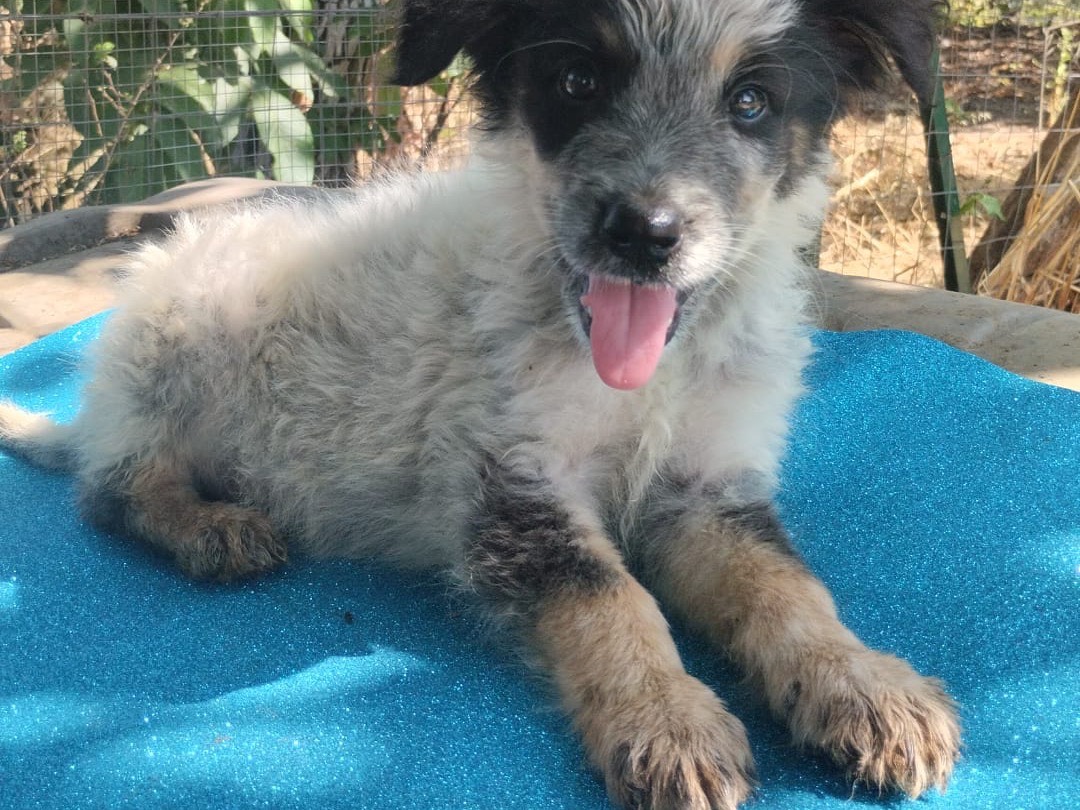 Adozione cane, maschio, Razza sconosciuta Razza sconosciuta, 3 mesi, taglia media, Vibo