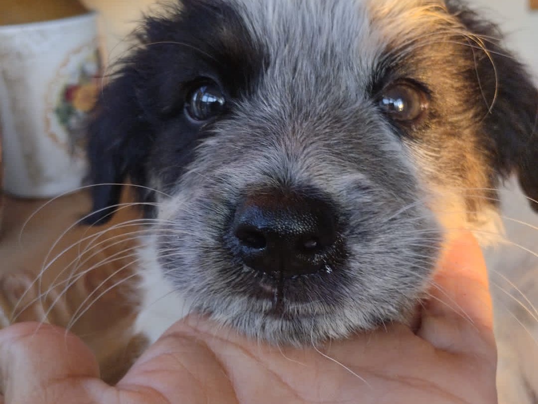 Adotta un cane, taglia media, maschio, Vibo