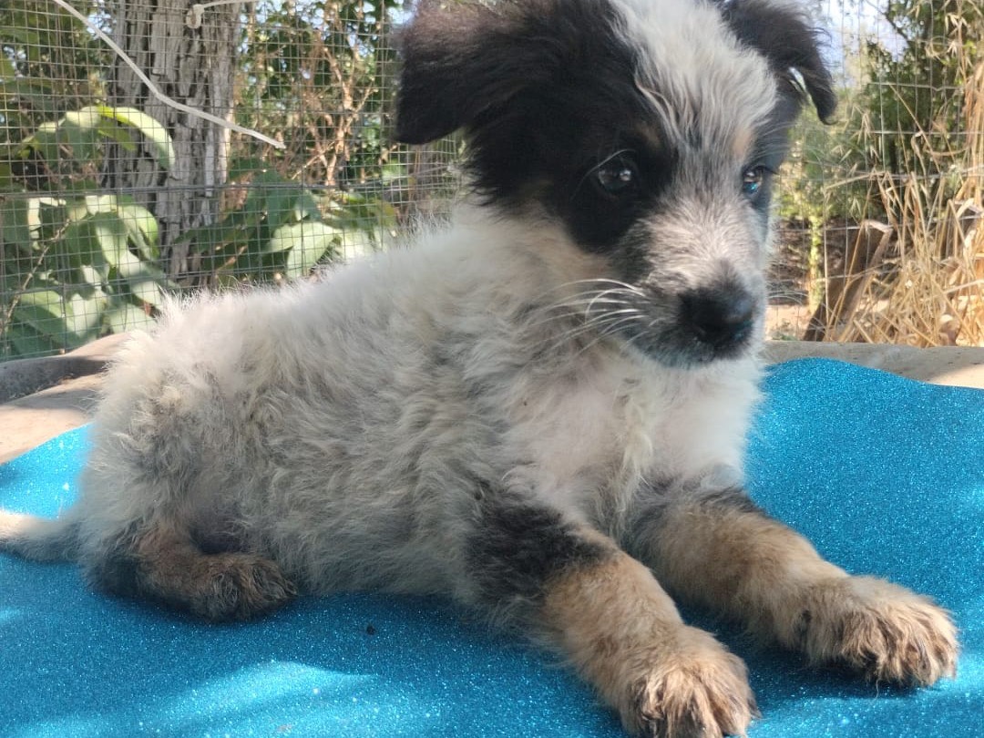 Adotta il cane Olix a Vibo