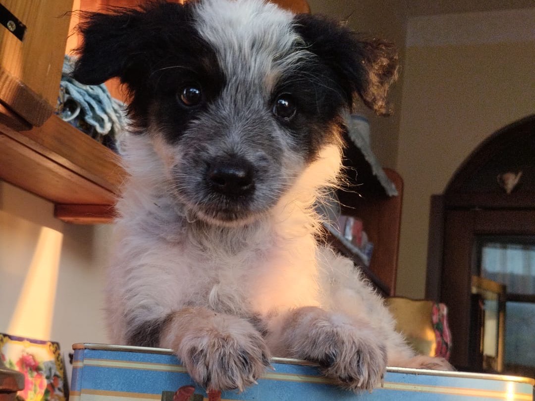 Adotta un cane, maschio, 3 mesi, Vibo