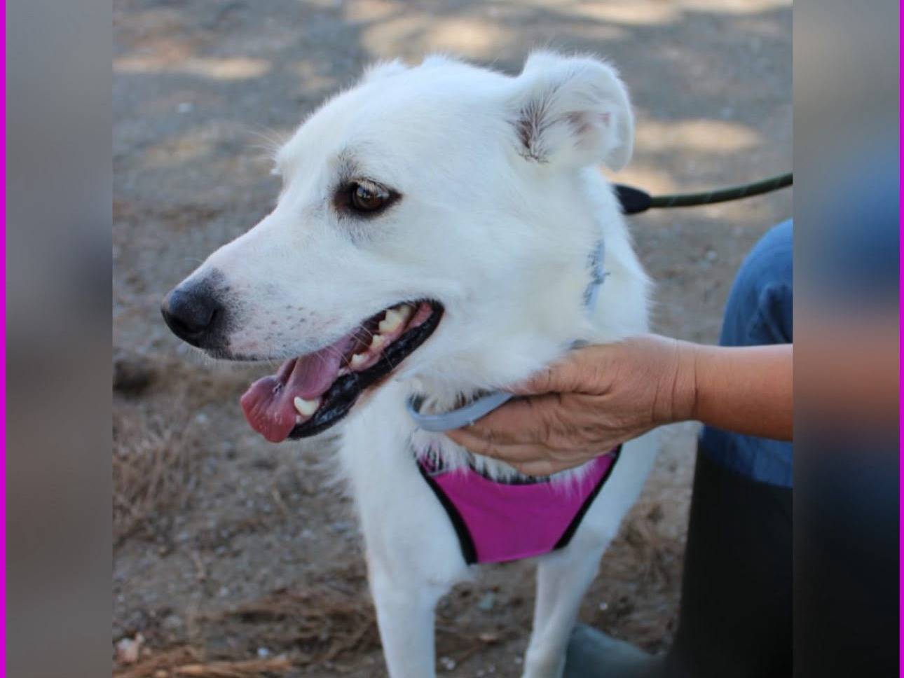 Adotta un cane, taglia media, femmina, Crotone