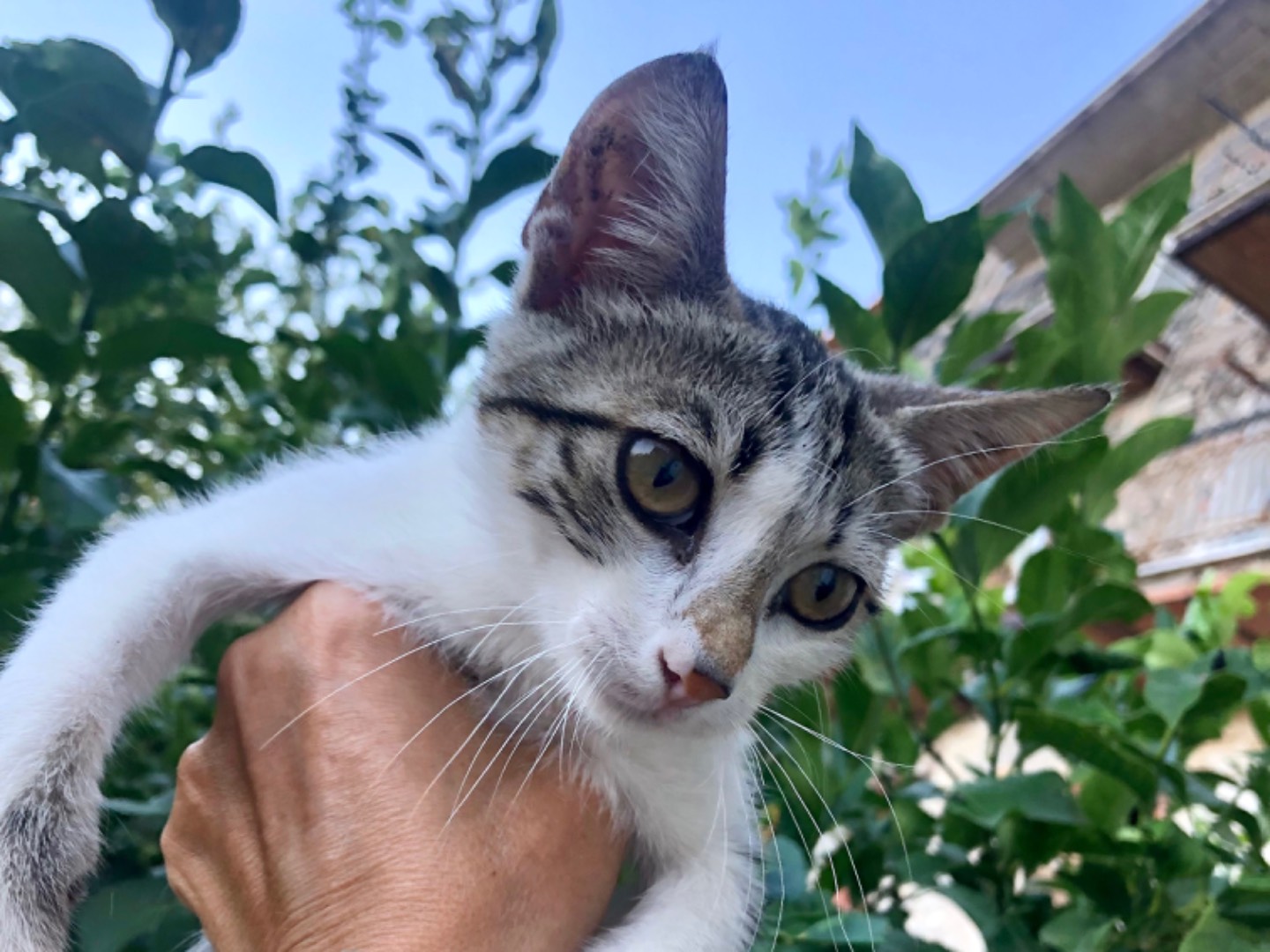 Vuoi adottare un gatto a Latina?
