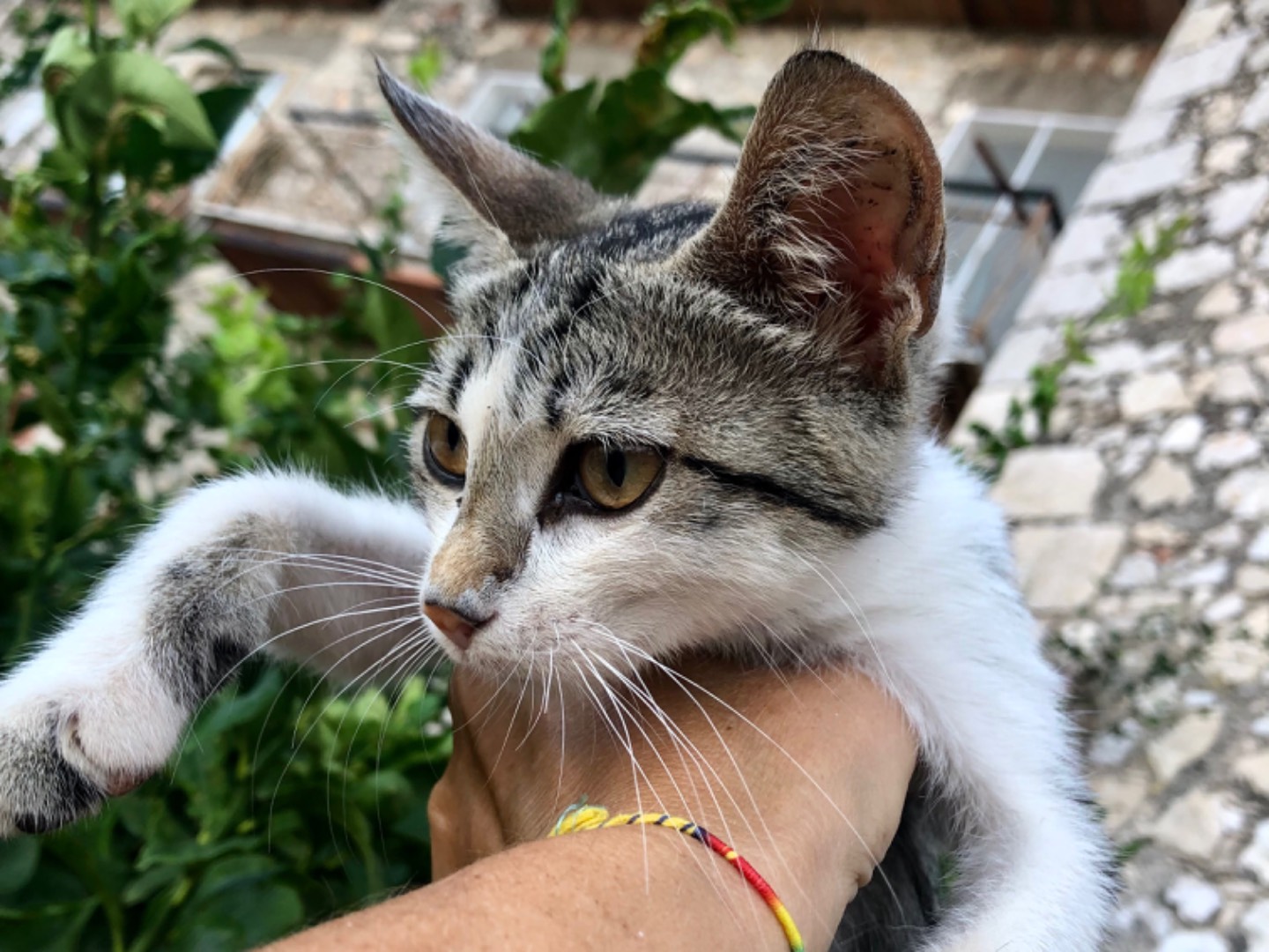 Adotta il gatto Minu a Latina