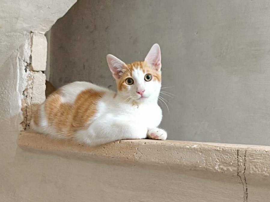 Adozione gatto, maschio, Razza sconosciuta Razza sconosciuta, 6 mesi, taglia non valida, Bari