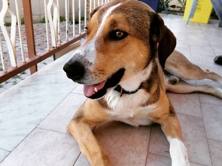 Adotta un cane, maschio, 8 anni e 6 mesi, Palermo