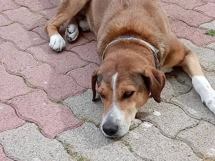 Adotta un cane, taglia media, maschio, Palermo