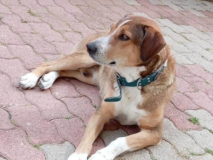 Vuoi adottare un cane a Palermo?