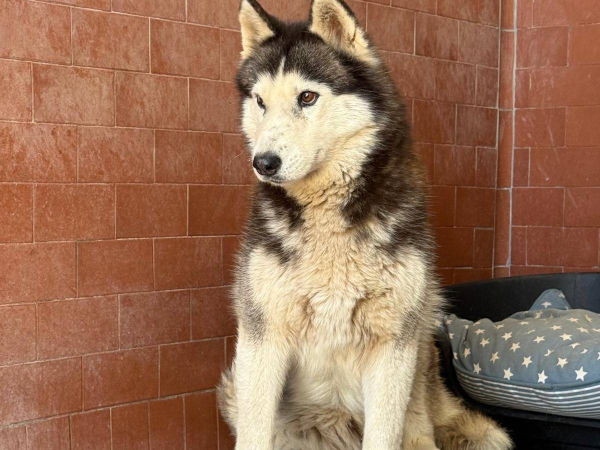 Adozione cane, femmina, Siberian Husky Razza sconosciuta, 2 anni e 3 mesi, taglia grande, Milano
