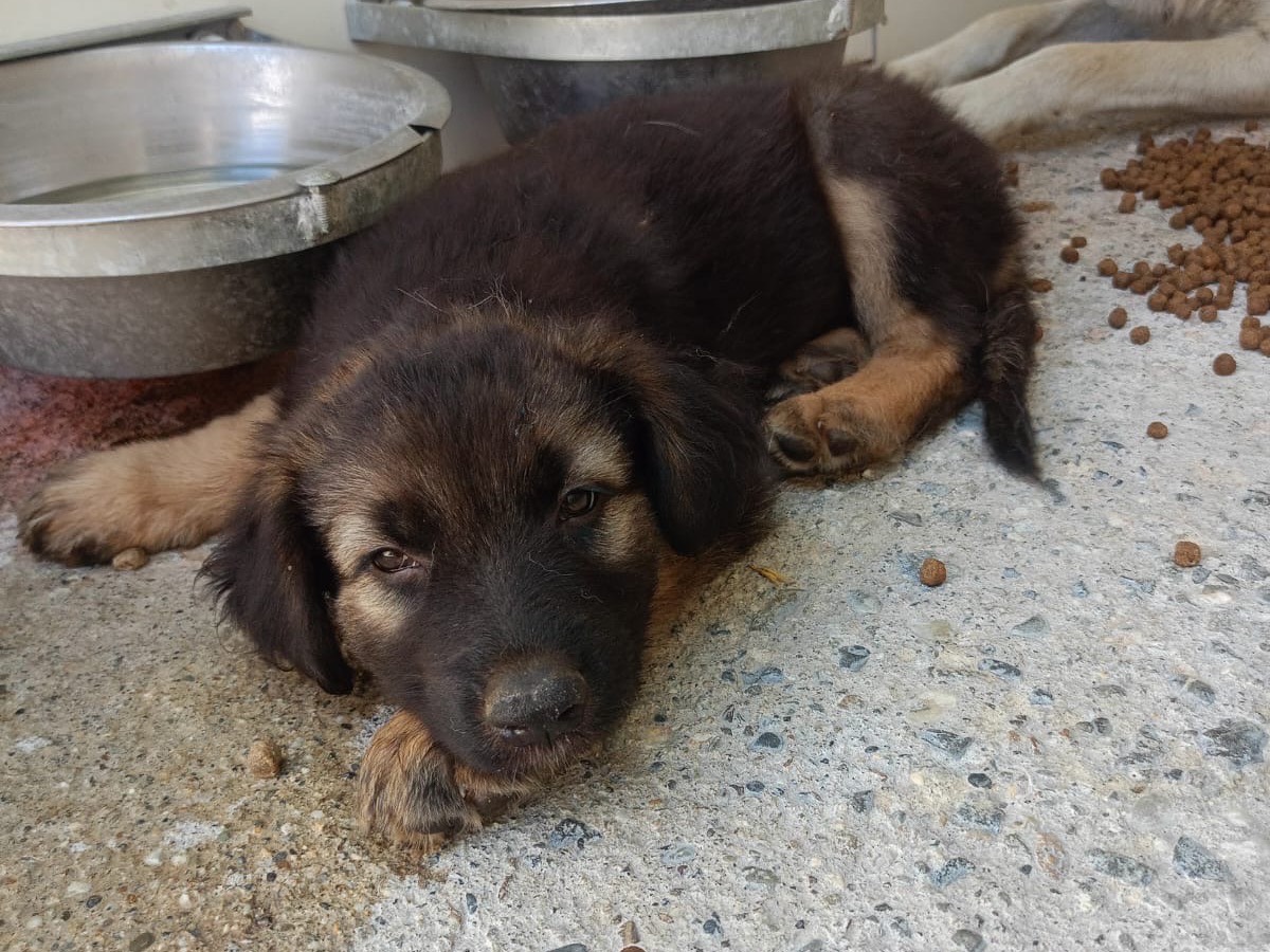 Adozione cane, maschio, Razza sconosciuta Razza sconosciuta, 3 mesi, taglia media, Cosenza