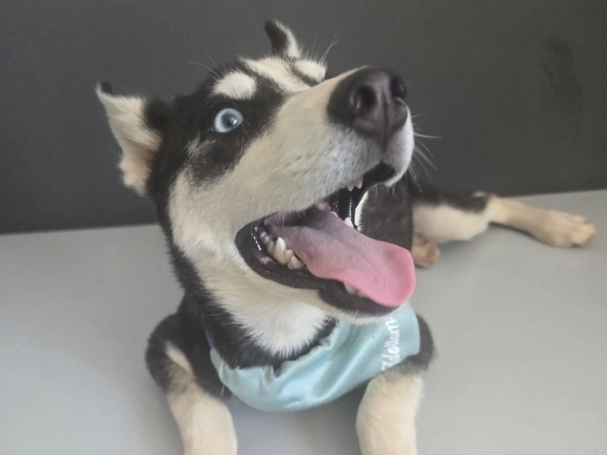 Adotta un cane, femmina, 5 mesi, Taranto