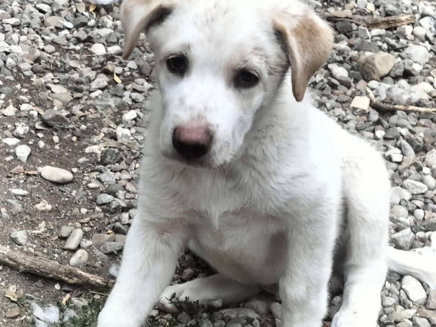 Vuoi adottare un cane a Potenza?