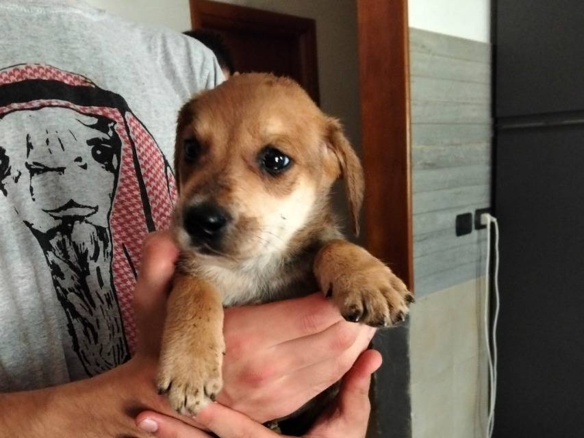 Vuoi adottare un cane a Avellino?